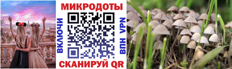 Галлюциногенные грибы Psilocybine cubensis  Александровское 